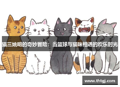 猫三姚明的奇妙冒险：当篮球与猫咪相遇的欢乐时光